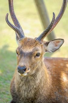 奈良公園の鹿8月001の写真