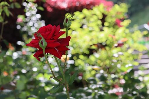 バラ園に咲く赤い薔薇を撮った写真 バラ園に咲く赤い薔薇を撮った写真の写真