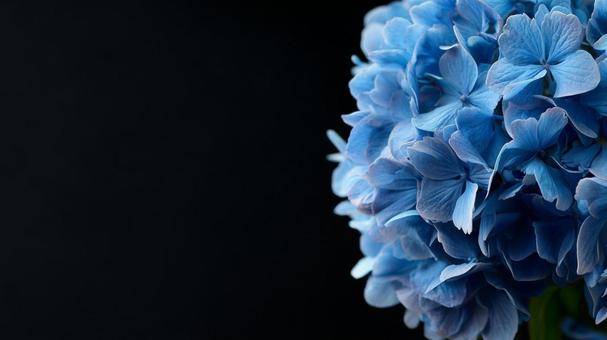 青い紫陽花のイメージ、黒背景 青い紫陽花のイメージ、黒背景の写真