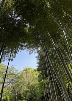 竹林 竹林 竹林,自然,風景の写真素材