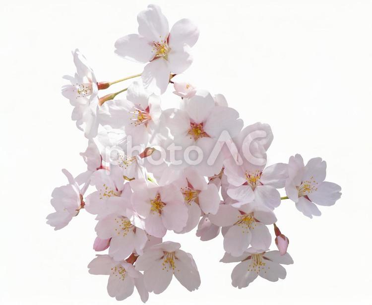桜の花【切り抜きPSD】 桜,psd,切り抜きの写真素材