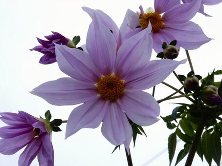 【花の写真】皇帝ダリア 皇帝ダリア,コウテイダリア,植物の写真素材