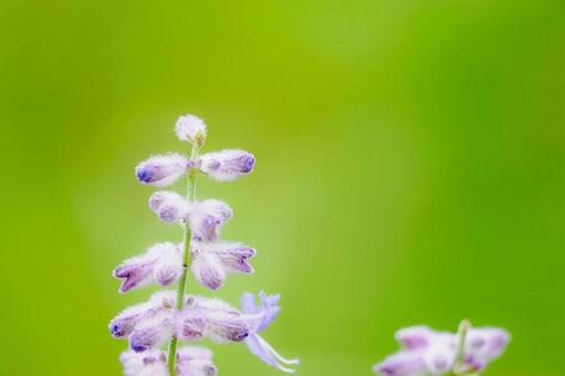 ロシアンセージ⑴ ロシアンセージ⑴ 花,ロシアンセージ,サマーラベンダーの写真素材