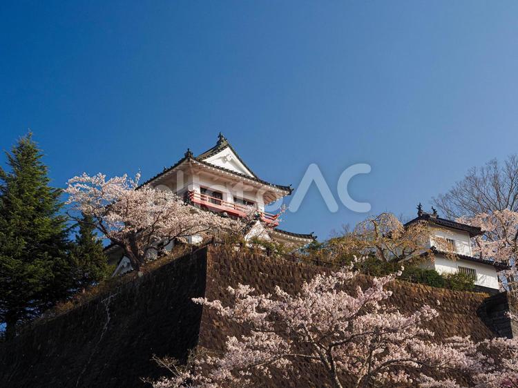 城山公園の桜まつり 城,天守閣,石垣の写真素材