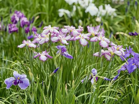 堀切菖蒲園 曇り空の下咲き誇る花菖蒲 堀切菖蒲園 曇り空の下咲き誇る花菖蒲 癒し,壁紙,花畑の写真素材