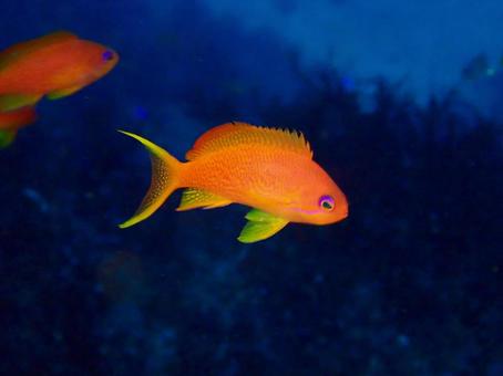 キンギョハナダイ キンギョハナダイ,ハナダイ,タイの写真素材