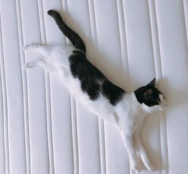 ベットの上のねこ ベットの上のねこ ネコ,ベット,ハチワレの写真素材