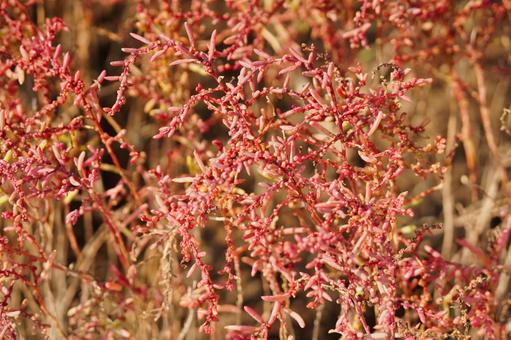 佐賀 干潟よか公園 シチメンソウ6の写真
