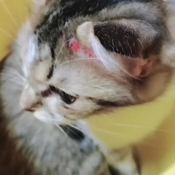 猫 猫の写真