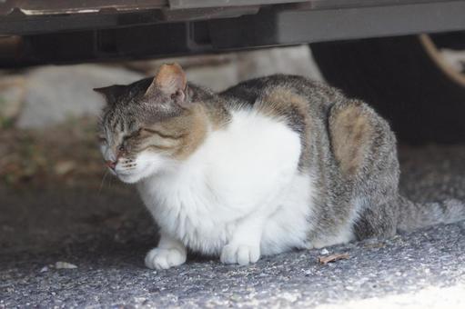 ねこ ねこ にゃんこ,可愛い,野良猫の写真素材