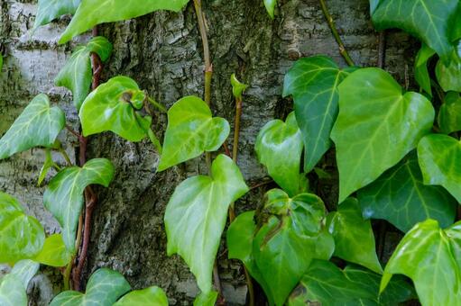 木の幹に這う瑞々しい緑の蔦 蔦,葉,緑の写真素材