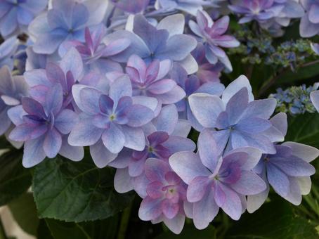 ブルーの紫陽花、アジサイのクローズアップ ブルーの紫陽花、アジサイのクローズアップの写真