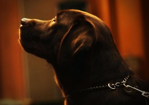 ラブラドールレトリバー ラブラドールレトリバー 犬,ラブラドール,ラブラドールレトリバーの写真素材