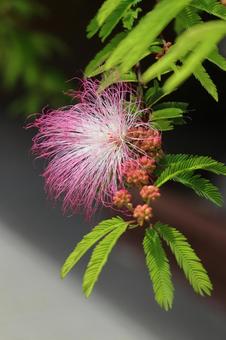 Photo, nemnock, wood, flower, 