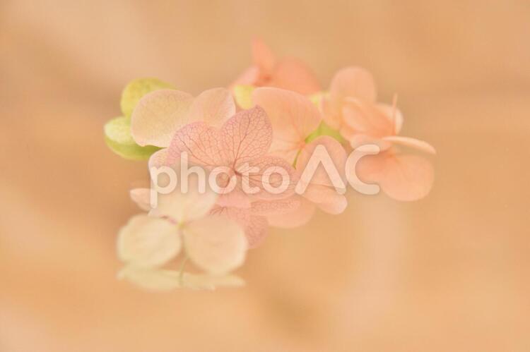 ドライフラワー　あじさい　③ あじさい,花,ドライフラワーの写真素材
