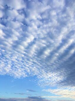 ヒツジ雲 ヒツジ雲の写真
