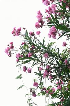 Oleander, JPG