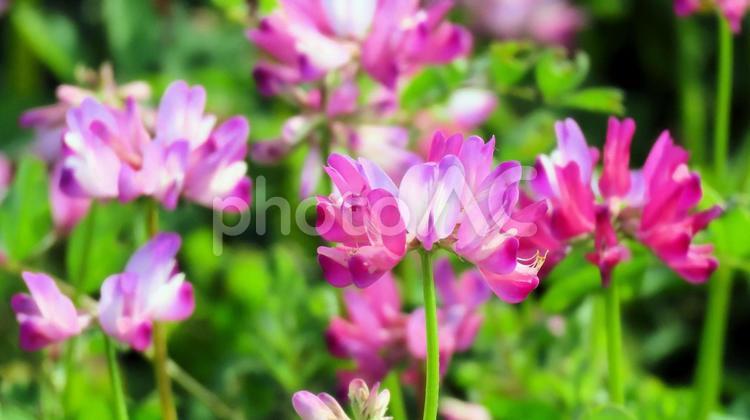 春の田んぼで花咲くレンゲソウ 蓮華草,花,春の写真素材