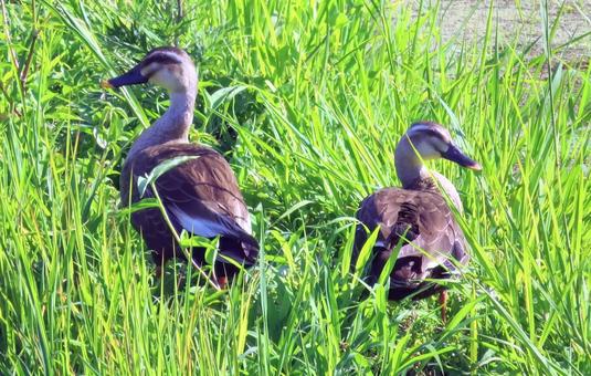 畦畔の草地のカルガモの夫婦?の写真
