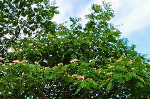 ネムノキ8 ネムノキ8 ネムノキ,合歓の木,ネムの写真素材