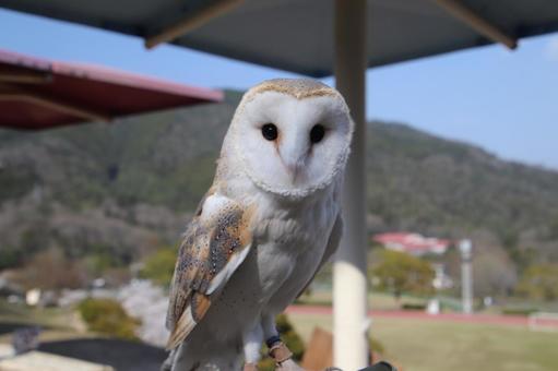公園でくつろぐフクロウ 公園でくつろぐフクロウ フクロウ,いきもの,ペットの写真素材