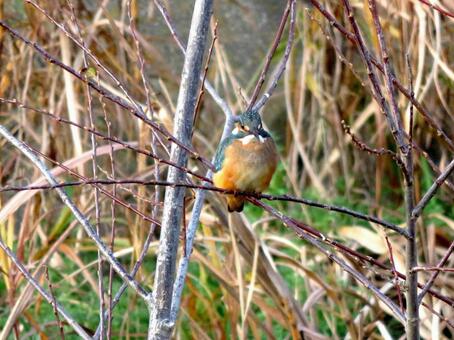 郊外の川沿いに立つ小枝に止まるカワセミ カワセミ,鳥,野鳥の写真素材
