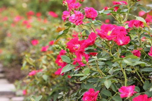 赤ピンクのバラ2 赤ピンクのバラ2 薔薇,バラ,花の写真素材