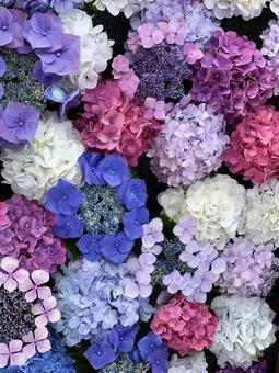 紫陽花 紫陽花 紫陽花,アジサイ,あじさいの写真素材