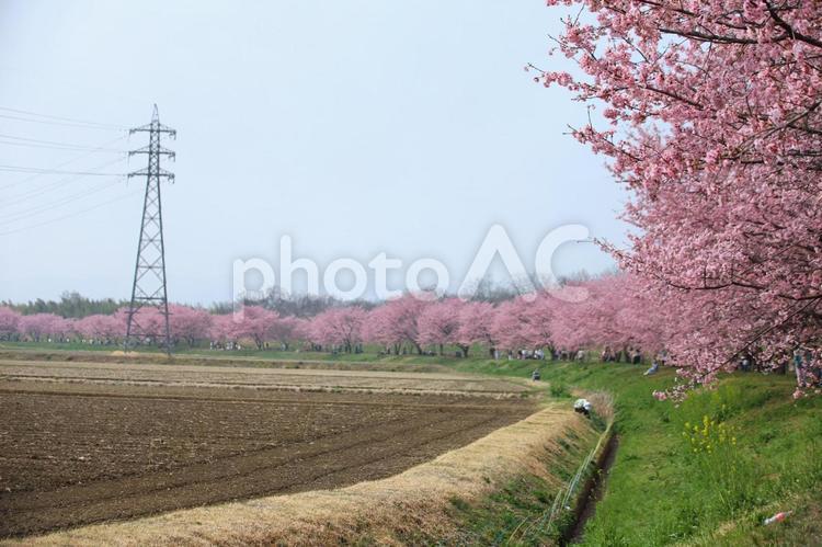 桜と日本風景 サクラ,自然,さくらの写真素材