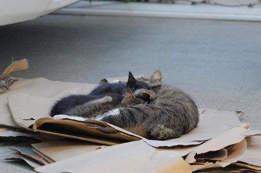 母猫と子猫 母猫と子猫の写真