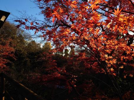 紅葉 紅葉の写真