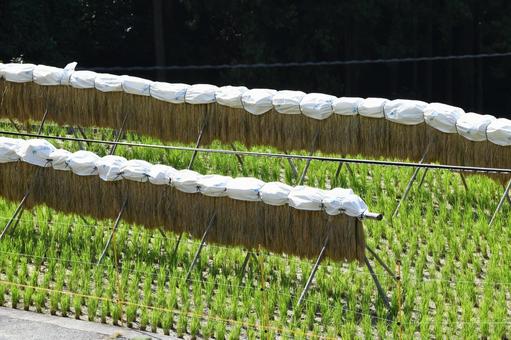 稲刈りを終えた奥三河四谷の千枚田の風景 稲刈りを終えた奥三河四谷の千枚田の風景 棚田,稲刈り,田んぼの写真素材