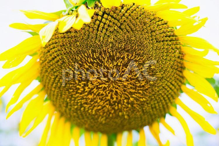 画面いっぱいに咲くひまわり 花,ひまわり,向日葵の写真素材