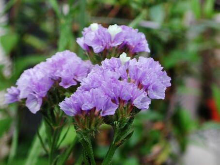 スターチス・リモニウム クローズアップ 草花,鮮やか,ドライの写真素材