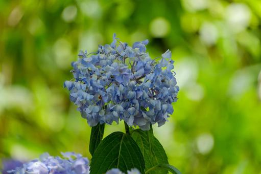 新緑に映える青い紫陽花 紫陽花,花,青の写真素材