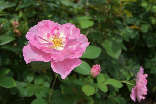 季節の花939 季節の花939の写真