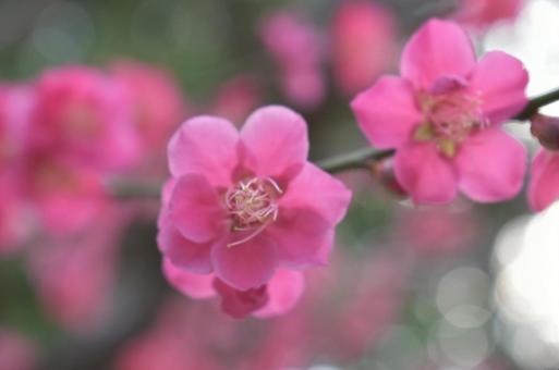 梅 梅の写真