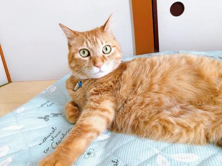 茶トラ猫 茶トラ猫 ねこ,猫,にゃんこの写真素材