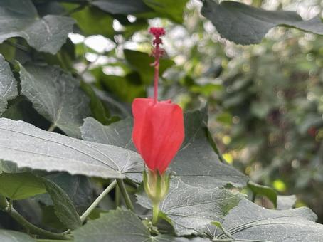 花 Flower 花 Flowerの写真