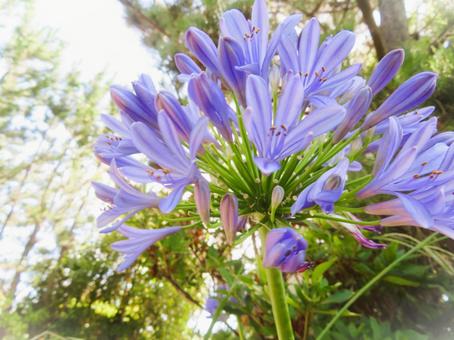 Photo, agapanthus, flower, plant, 
