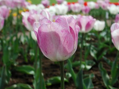 チューリップ・Tulips チューリップ・Tulipsの写真