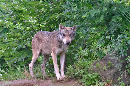 雨の中こちらを見つめるタイリクオオカミ② 雨の中こちらを見つめるタイリクオオカミ② タイリクオオカミ,オオカミ,動物の写真素材