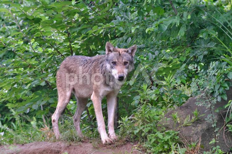 雨の中こちらを見つめるタイリクオオカミ② タイリクオオカミ,オオカミ,動物の写真素材