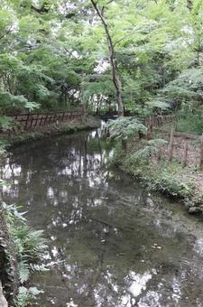 賀茂御祖神社(下鴨神社)瀬見の小川 賀茂御祖神社(下鴨神社)瀬見の小川 賀茂御祖神社,下鴨神社,瀬見の小川の写真素材