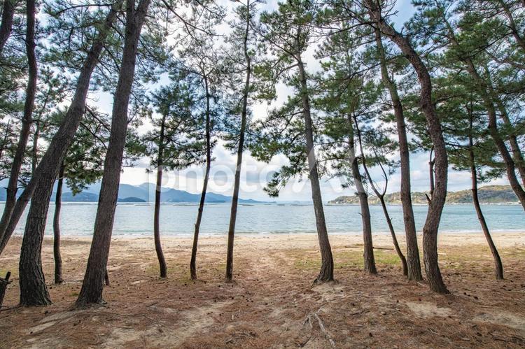 冬の松林と海 海,海岸,冬の写真素材
