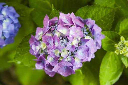 Hydrangea, JPG Hydrangea, JPG