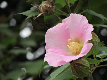 芙蓉g 芙蓉,フヨウ,ピンクの花の写真素材