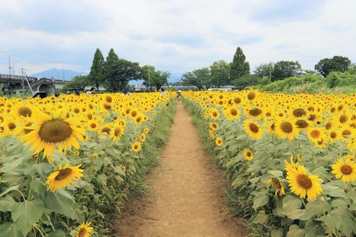 ひまわり畑 ひまわり畑の写真