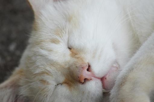 ねこ 箱座り,飼い猫,家猫の写真素材