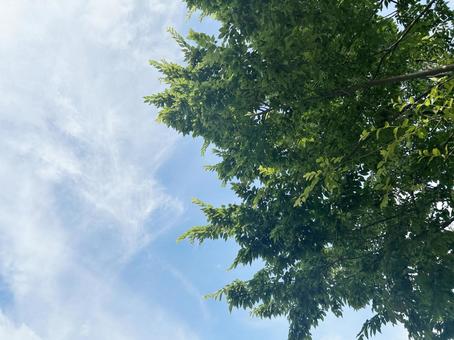 真夏の木々と青空 1 真夏の木々と青空 1 青空,木,葉の写真素材